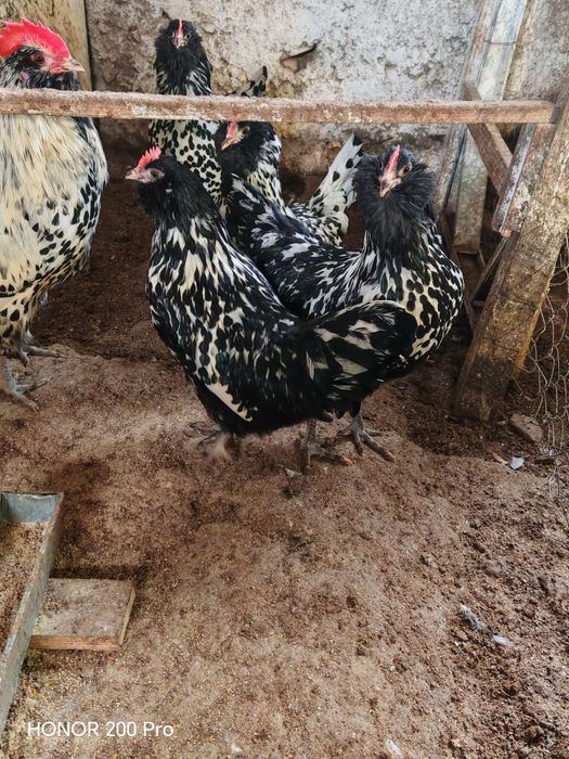 Разплодни яйца от Тюрингийска брадата кокошка