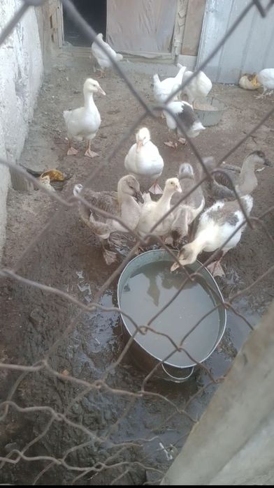 Продам домашних гусят
