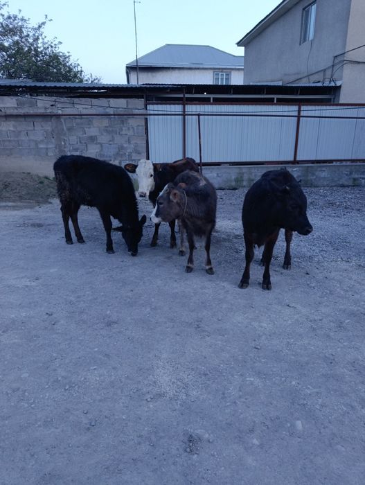 Продаются тёлки.