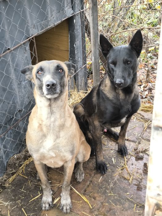 Бельгийская овчарка малинуа
