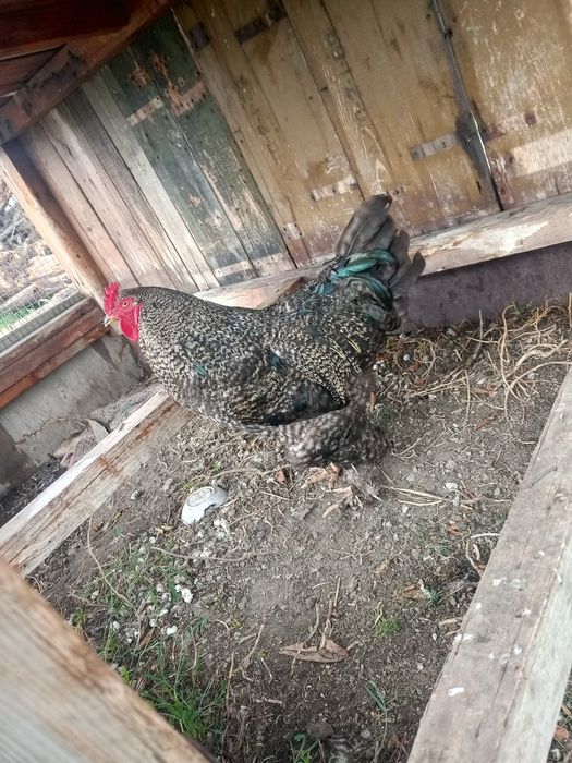 Продам петуха брамы