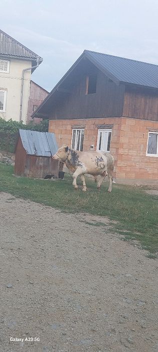 Vând vițel belgian 10 luni preț 70 milioane  detalii la 0722423450
