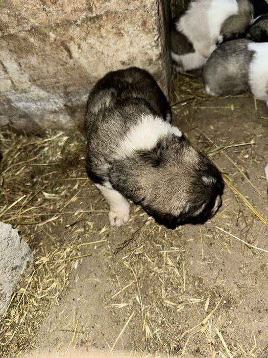 Алабай күшіктер