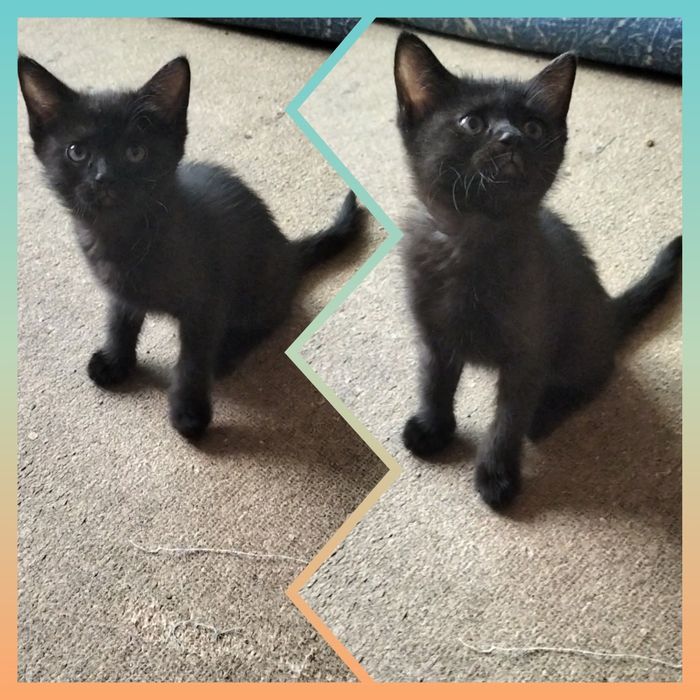 Продаются котята