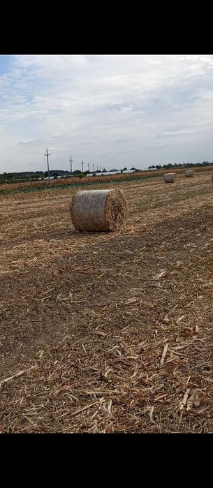 Vând baloți de coceni