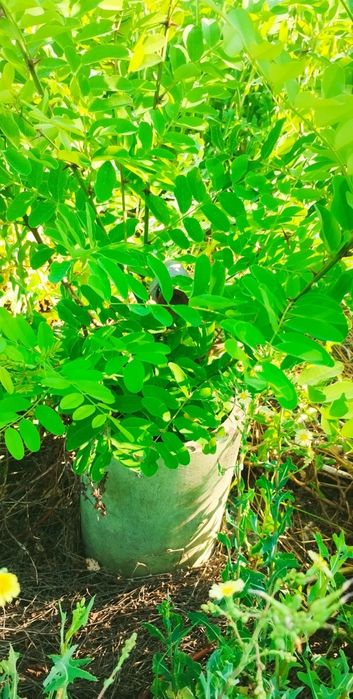 Продава се Къща в с. Долни Раковец, Област Перник - 72 кв.м за 598 €/кв.м - Снимка #11