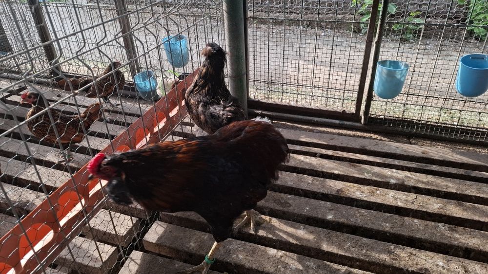 Araucana  potarnichiu salbatic 1+2 din  2025