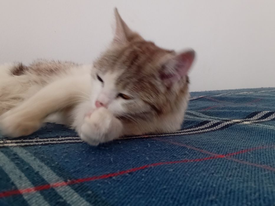 Кот в добрые руки