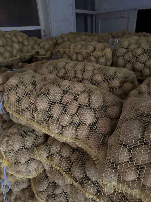 Семе за картоф Сорая/Карелиа/Агрия А клас