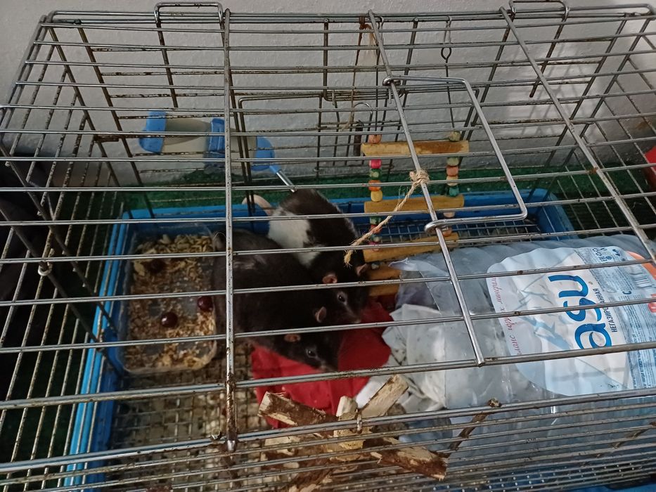 Продам крыс мальчики