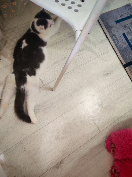 Отдам в добрые руки кошечку