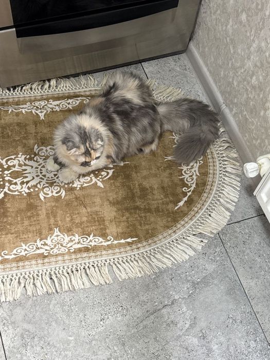 Кошечка скотиш фолд