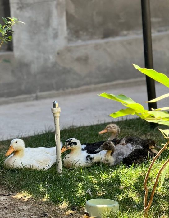 oʻrdaklar sotiladi narhi 60 000 soʻm. Kattalari ham kichiklari ham bor