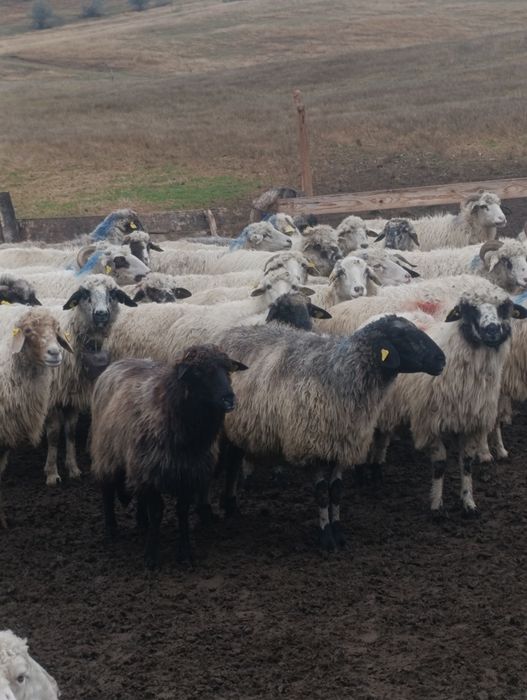 Vând oi bune de ținut !