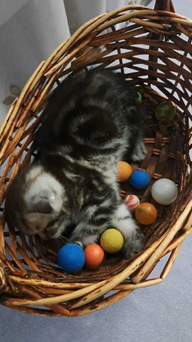 продам шотландского котенка