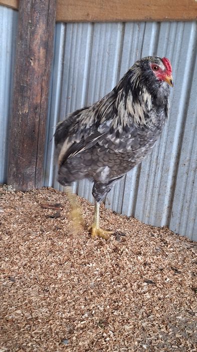 Vand cocosi Araucana