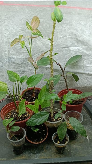 Цветы комнатные разные