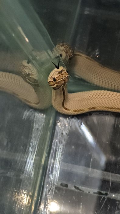 Свиноносый уж Hognose snake