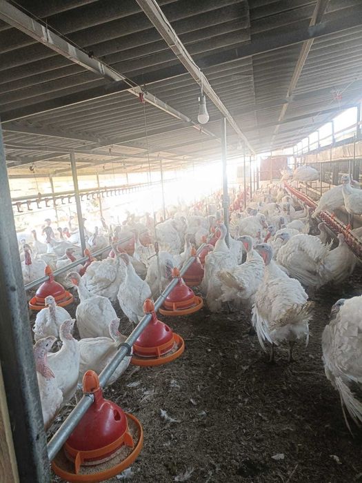Vand curci si curcani, 21 saptamani,  peste 20 kg media