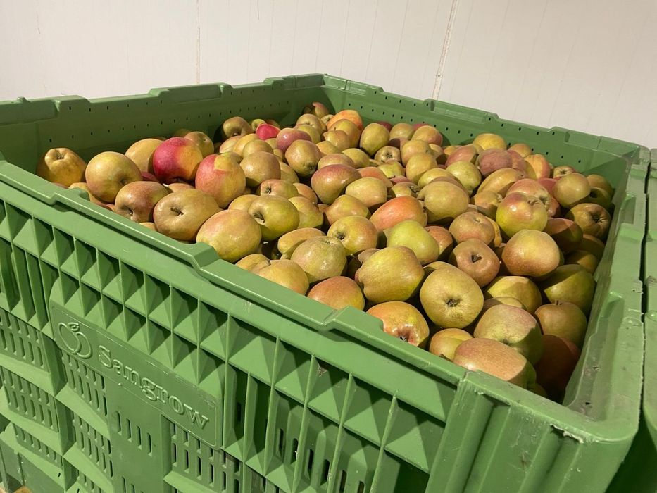 Vand mere Golden , Gala , Prince , Jeromir , Renet