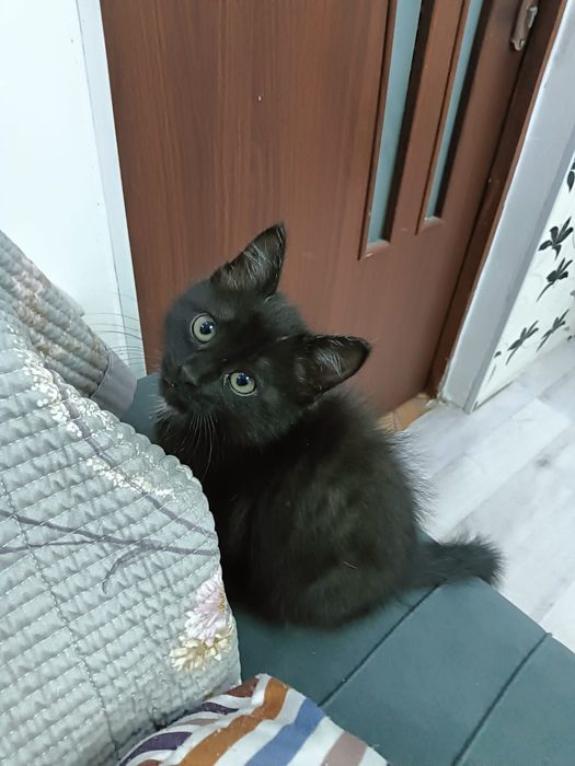 Котёнок, два месяца.