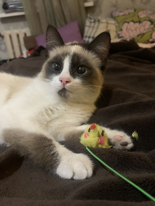 Кошка бесплатно в добрые руки!