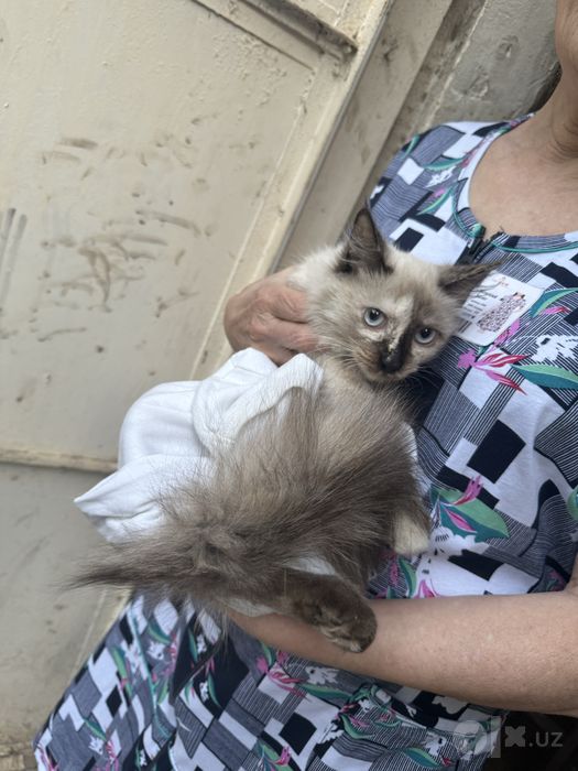 Котенок Сиамский