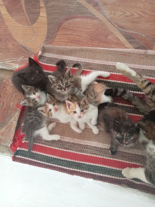 Отдам в хорошие ручки котят. Ходят в латок, кушают.