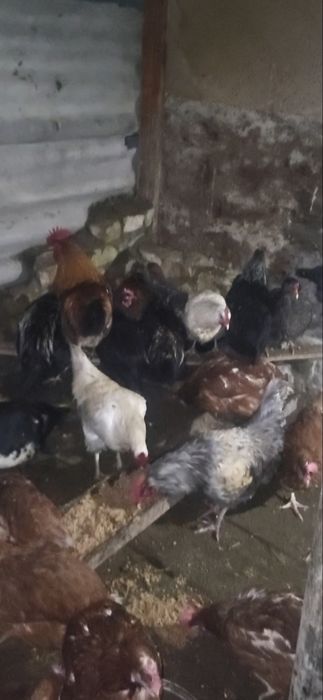 Тауықтар бар , жұмыртқа бағытындағы