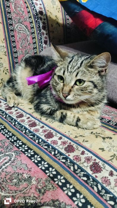 Срочно продам бенгала мальчик,4 месяца,торг