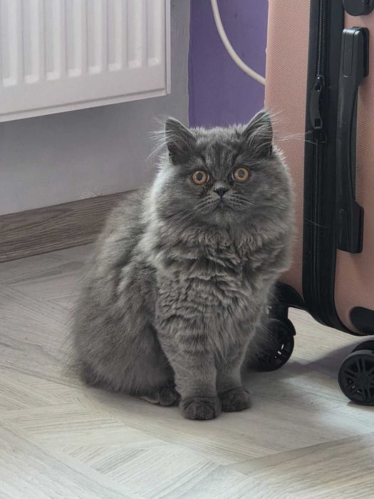 Женско персийско коте