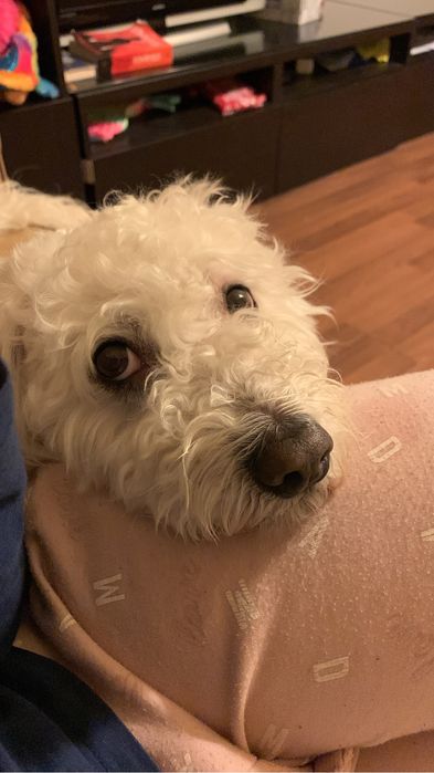 Ofer cazare animale/pet sitter pisici, hamsteri, FARA CAINI!!