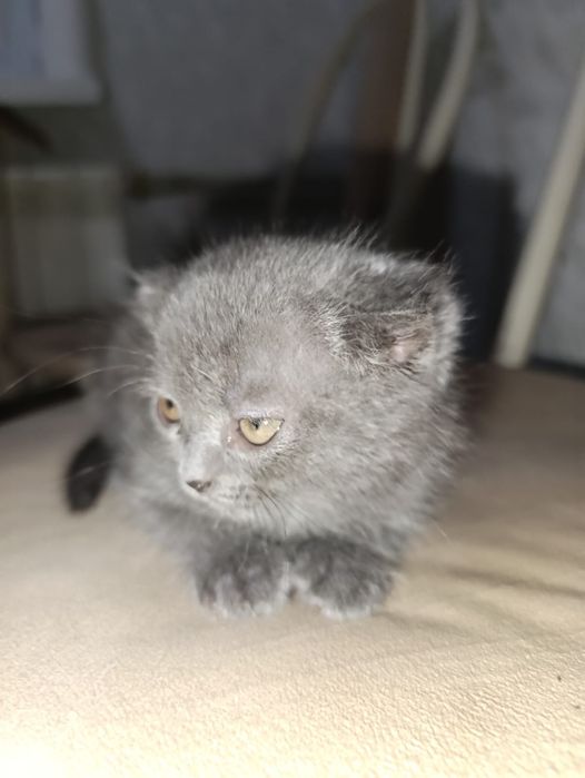 Продам котят Британцы