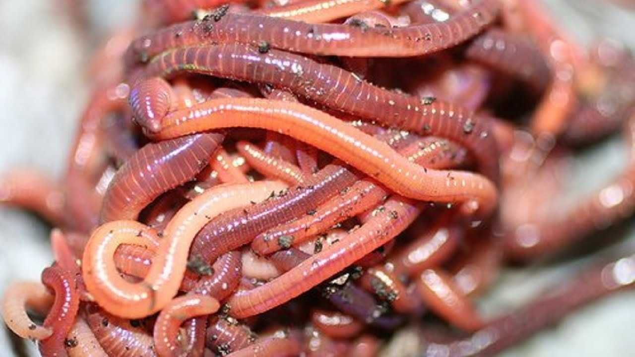 Много червей среди которых. Калифорнийский Старатель Дендробена. Биогумус калифорнийские черви. Калифорнийские черви для гумуса.
