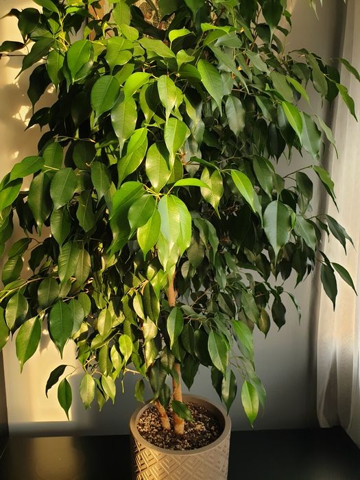 Фикус Бенджамина