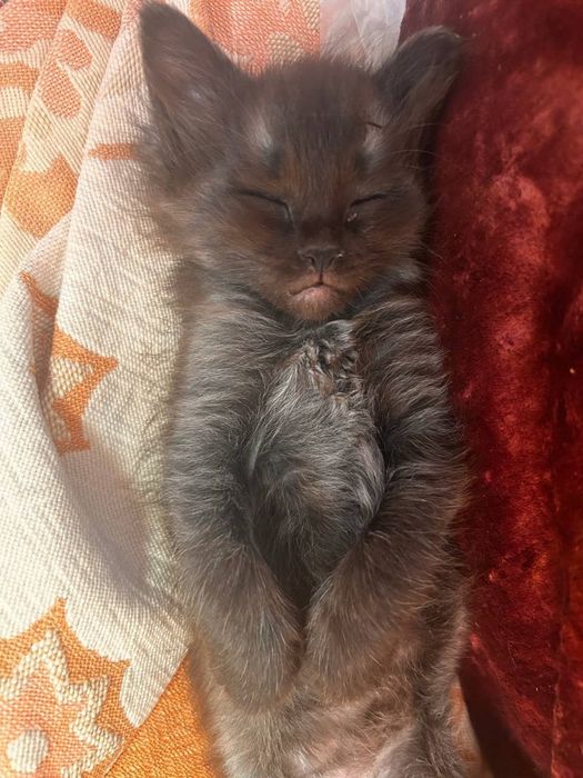 Котенок мальчик в добрые руки