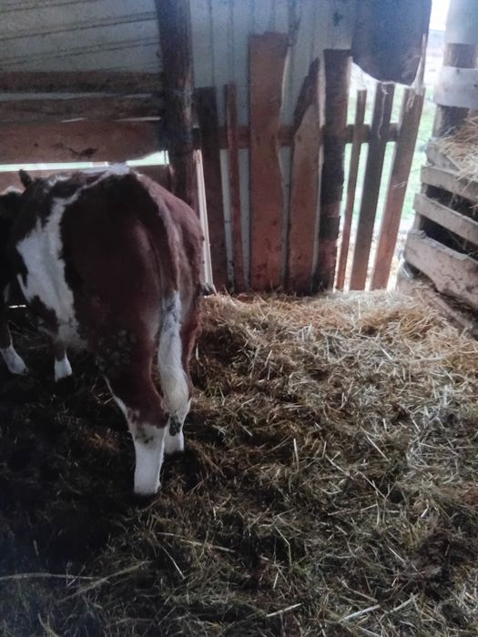 Vind vițea de 5 luni bună de ținut