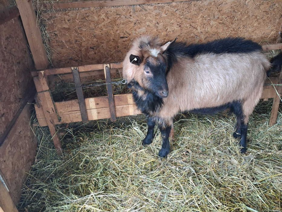 Tap alpin de vanzare