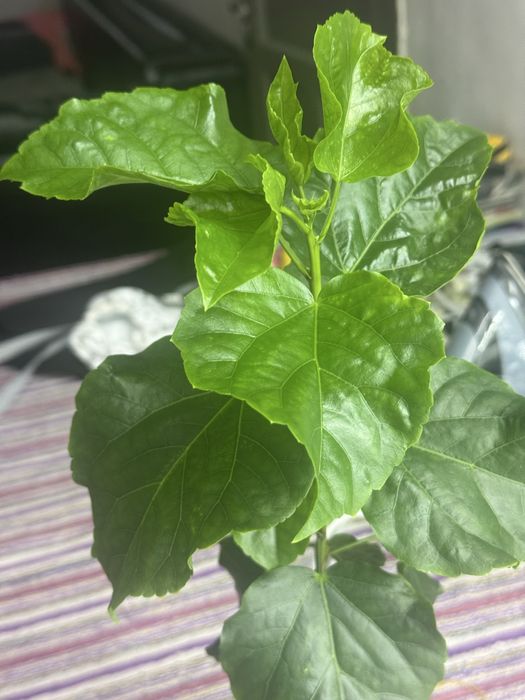 Продам сортовой гибискус