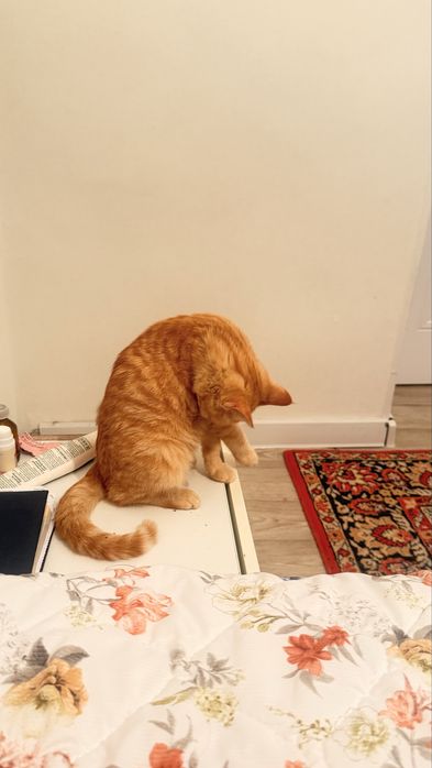 Котенок бесплатно