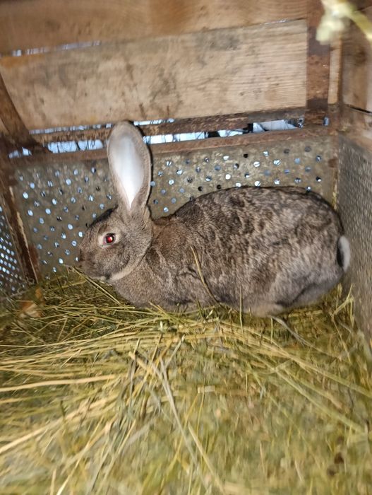 Vând iepuri uriași Germania