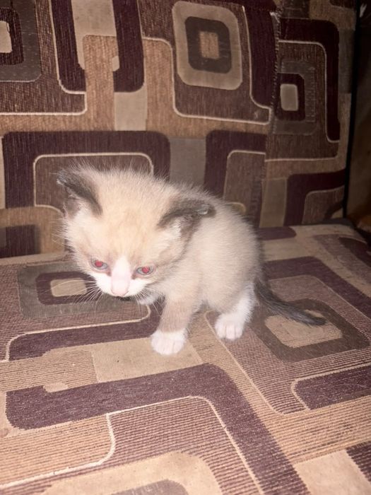 Отдам котят милых