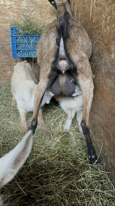 Disponibil tapisor metis alpin francez cu saanen