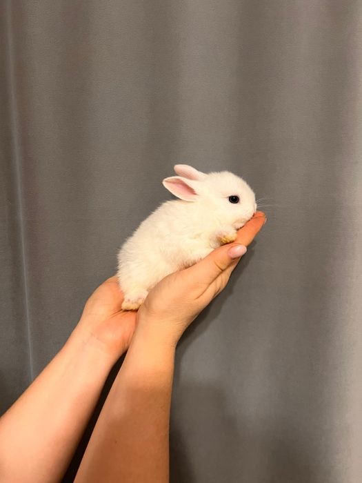 Продам декаративных кроликов