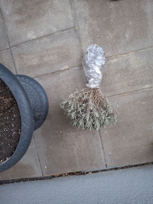 Vând butasi lavanda Tufe mature