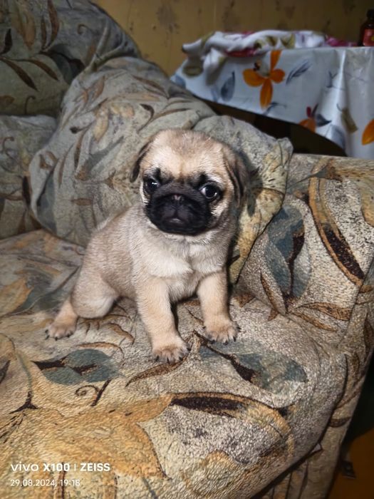 Продам щенков Мопса.