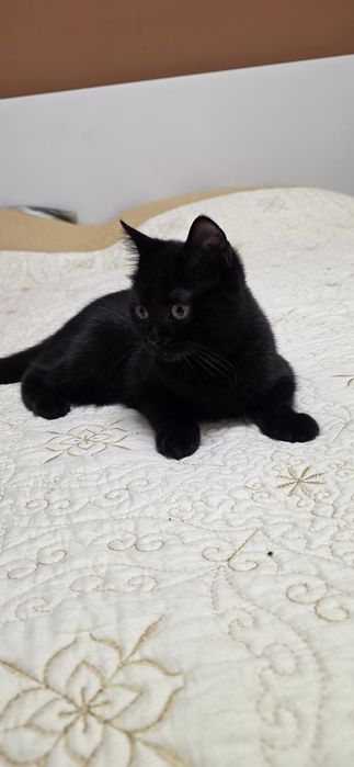 British shorthair