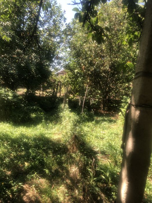 Къща с двор и геран