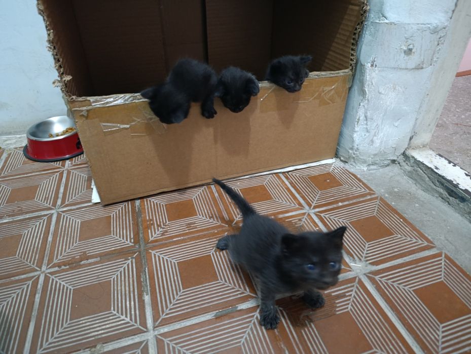 Черные котята в добрые руки