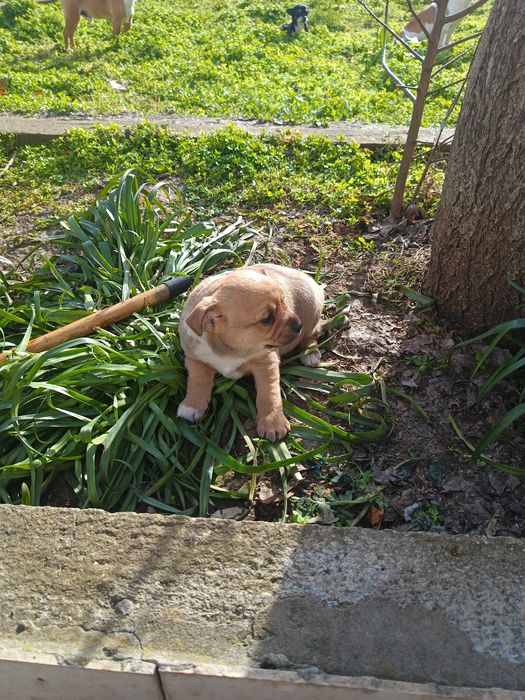 френски булдог момче